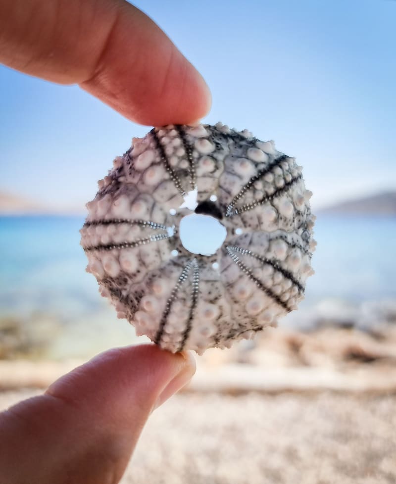 Fingers holding a bleached sea-urchin shell against a blurred sea.