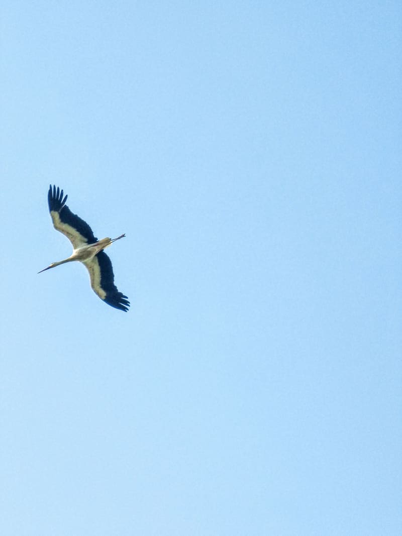 A single stork in flight against an empty pale blue sky.