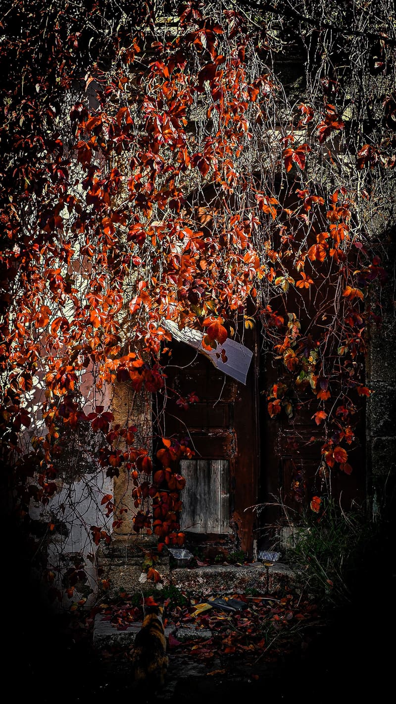A window almost hidden by red autumn ivy.