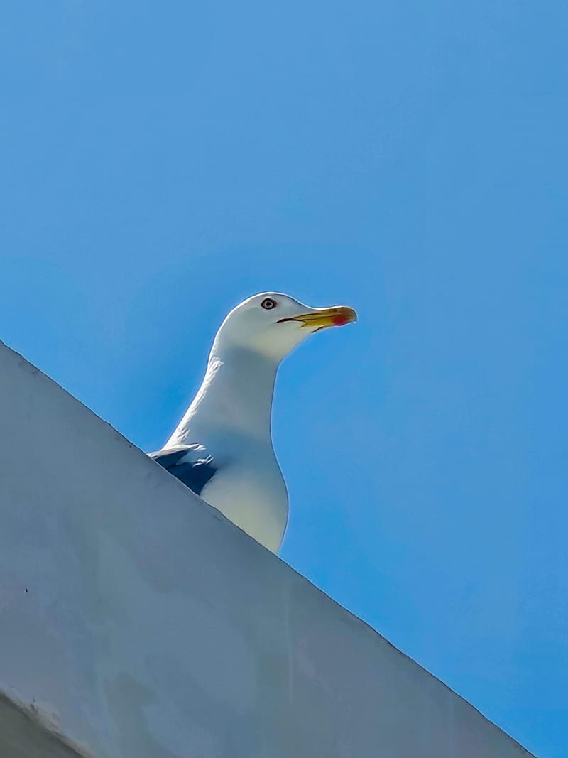 A seagull looking out over the edge of a white wall against a clear blue sky.