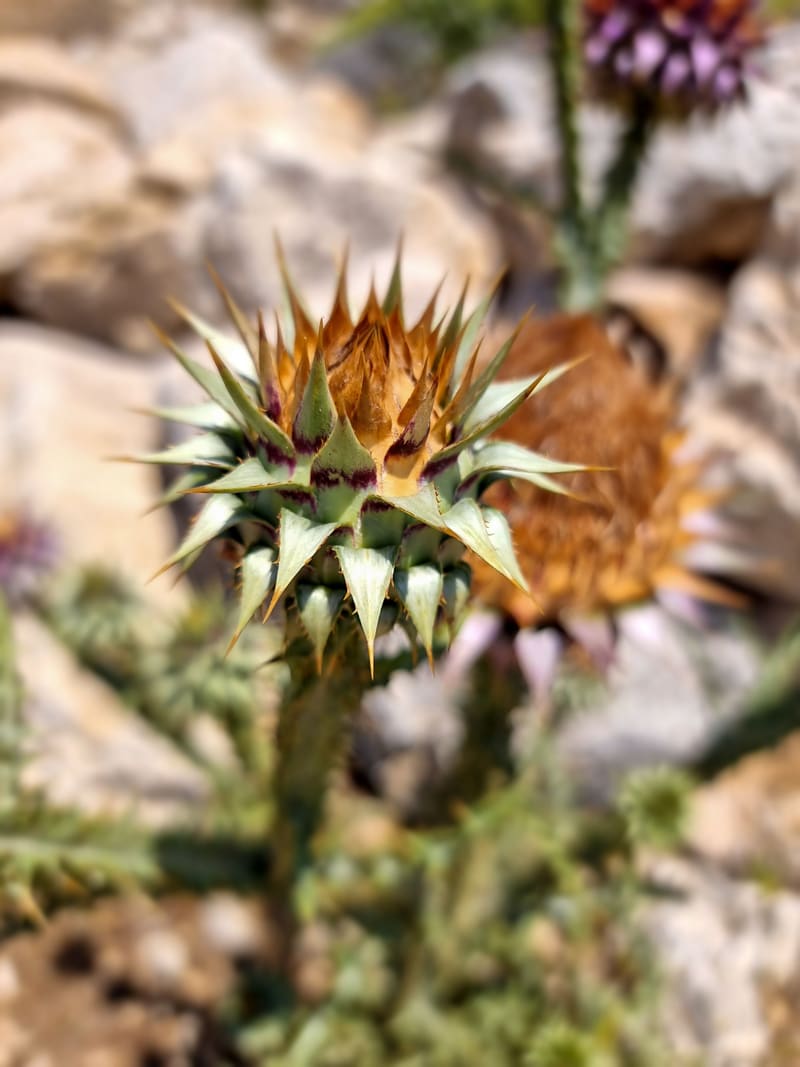 A spiky thistle flower head in close-up, its background softly blurred.