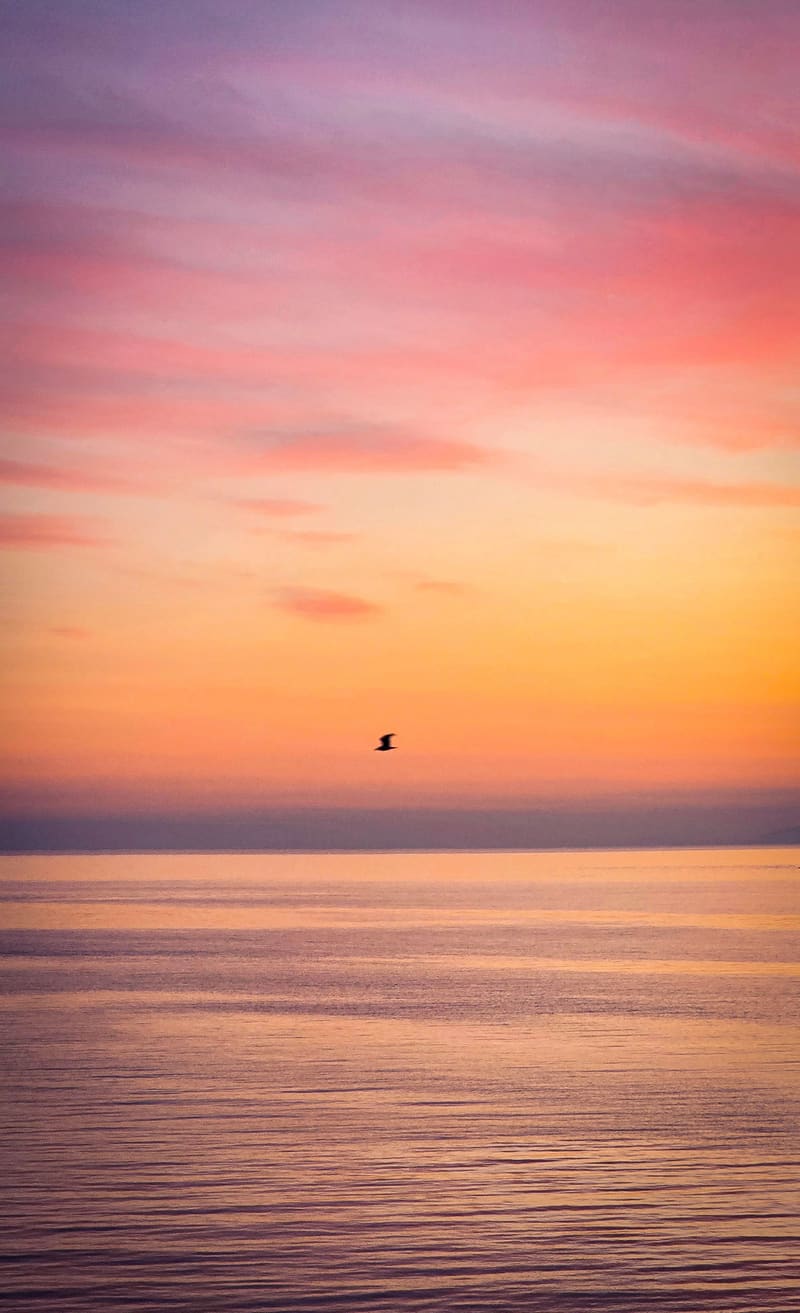 A pink and orange sunset over a flat sea, with one bird in the sky.