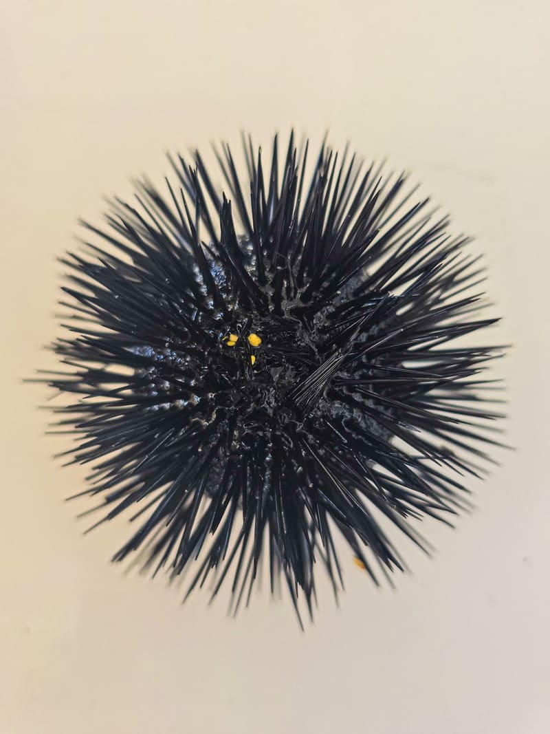 A black sea urchin, spines radiating outwards, on a pale background.