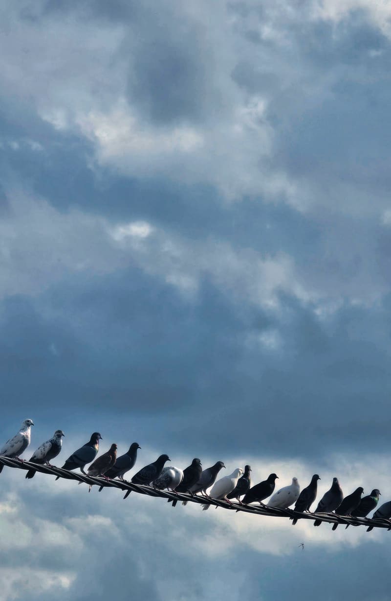 A row of pigeons along a wire against a grey, cloudy sky.